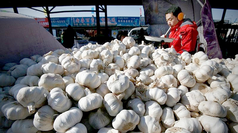 Thai garlic farmers suffer as cheaper Chinese bulbs flood the market Thai garlic farmers suffer as cheaper Chinese bulbs flood the market