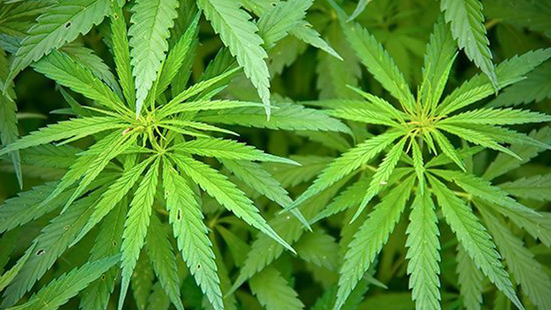 Pot stock short-sellers net almost $1 billion in 2019 Pot stock short-sellers net almost $1 billion in 2019