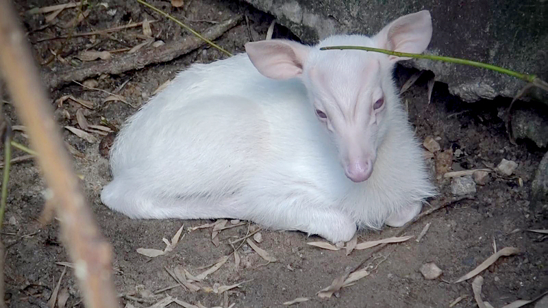 Songkhla Zoo has welcomed a new member of the family Songkhla Zoo has welcomed a new member of the family