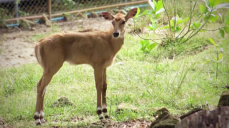 Male baby blue bull joins inhabitants at Songkhla Zoo Male baby blue bull joins inhabitants at Songkhla Zoo