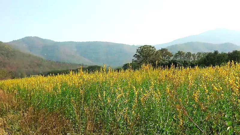 A sea of yellow awaits visitors in Phayao A sea of yellow awaits visitors in Phayao