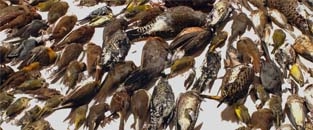 Architects and local governments alter designs of glass-covered buildings to protect birds Architects and local governments alter designs of glass-covered buildings to protect birds