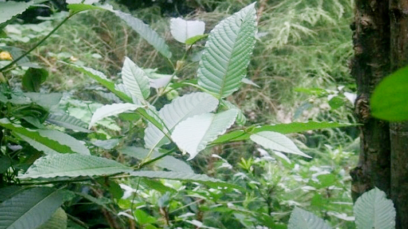 Study to look into whether to remove kratom leaves as a narcotic Study to look into whether to remove kratom leaves as a narcotic