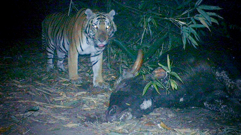 Fully grown male tiger behind death of gaur in national park Fully grown male tiger behind death of gaur in national park