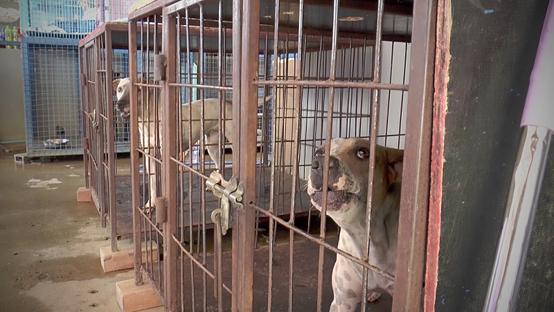 Animal-shelter employees lodge complaint against French employer for 'caging' them Animal-shelter employees lodge complaint against French employer for 'caging' them