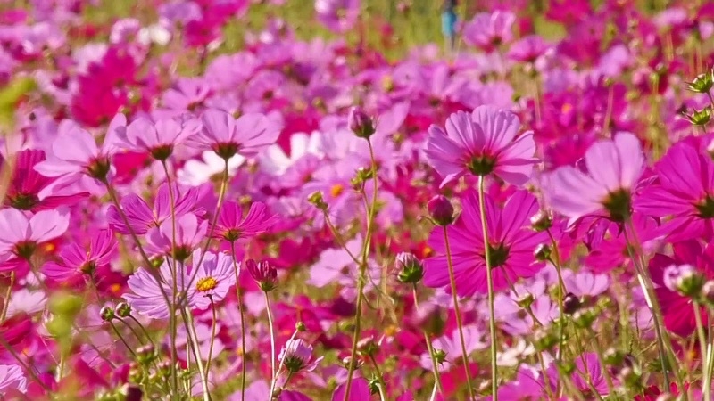 Cosmos flowers draw tourists to Chai Nat Cosmos flowers draw tourists to Chai Nat