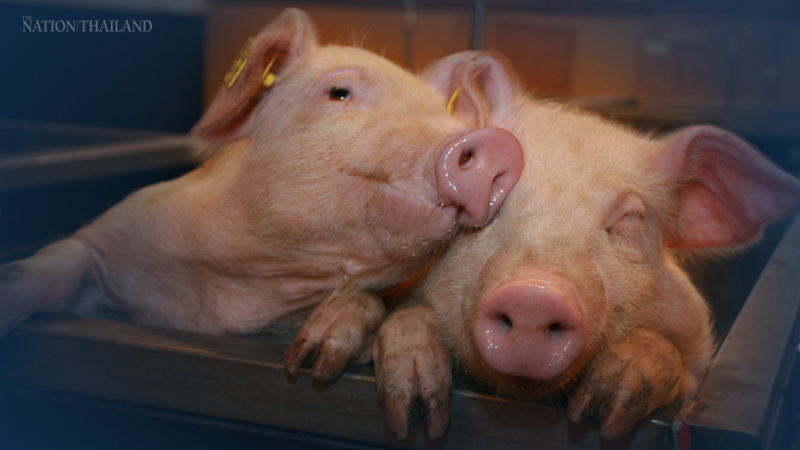 No African swine fever epidemic, government agency assures No African swine fever epidemic, government agency assures