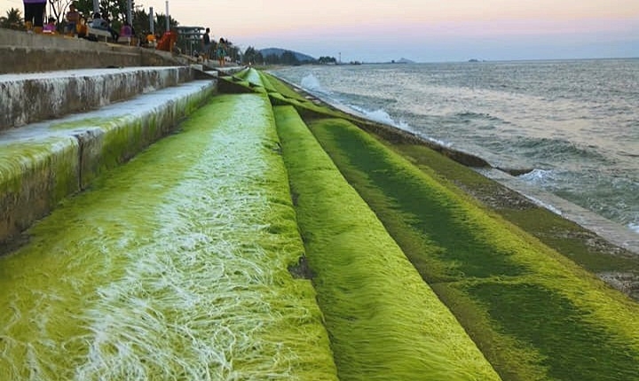 Algae on steps draw netizens to Pranburi estuary Algae on steps draw netizens to Pranburi estuary