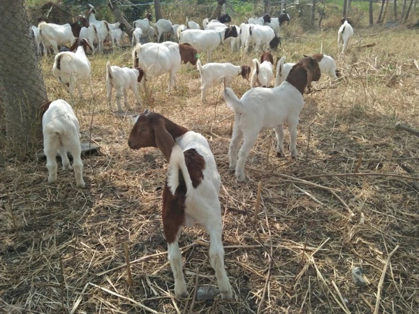 Goat raising increasing but still not enough to meet demand: Livestock Dept Goat raising increasing but still not enough to meet demand: Livestock Dept