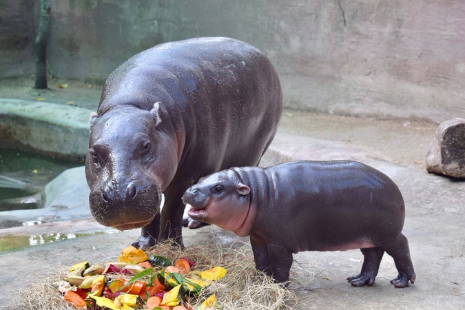Pygmy hippo named Moo Toon after voting on Facebook Pygmy hippo named Moo Toon after voting on Facebook