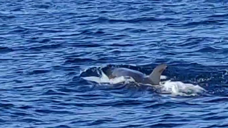 20 false killer whales sighted in Phang Nga province 20 false killer whales sighted in Phang Nga province