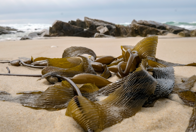 On land, Australia's rising heat is 'apocalyptic.' In the ocean, it's even worse. On land, Australia's rising heat is 'apocalyptic.' In the ocean, it's even worse.