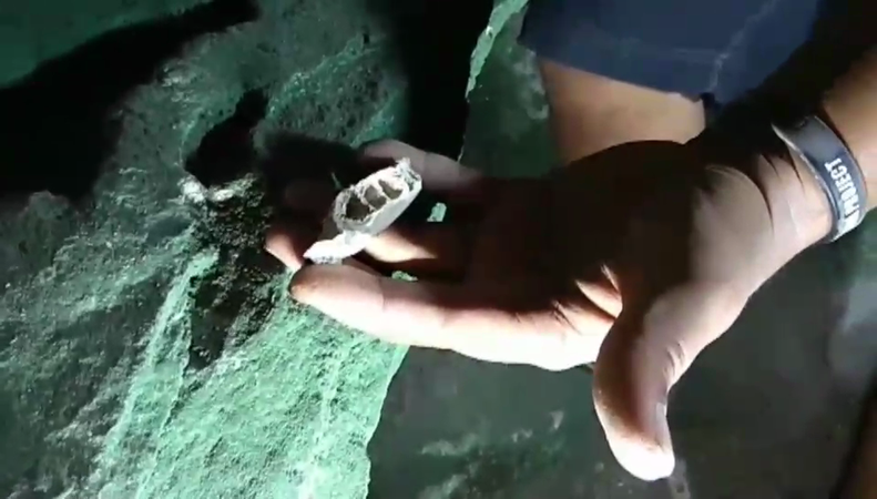 Prehistoric pottery and bones found in Krabi Prehistoric pottery and bones found in Krabi