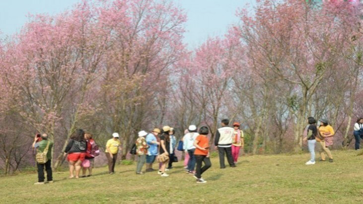 Wild cherry trees to bloom a month early Wild cherry trees to bloom a month early