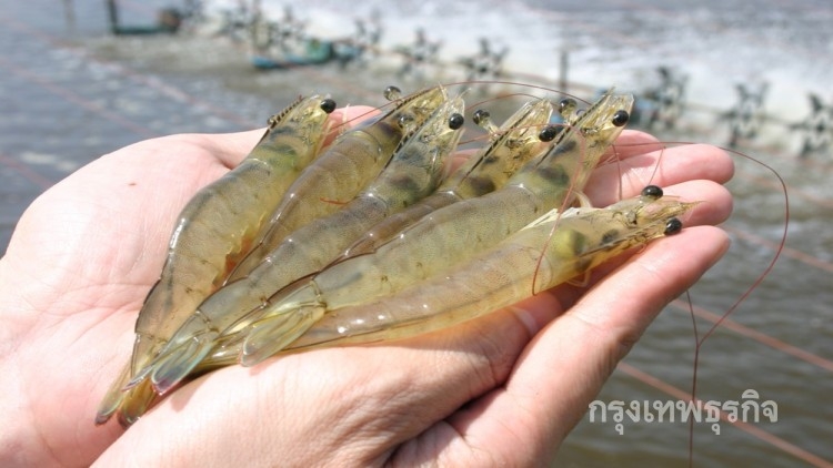 Shrimp exports expected by increase on 2020 but more govt support needed Shrimp exports expected by increase on 2020 but more govt support needed