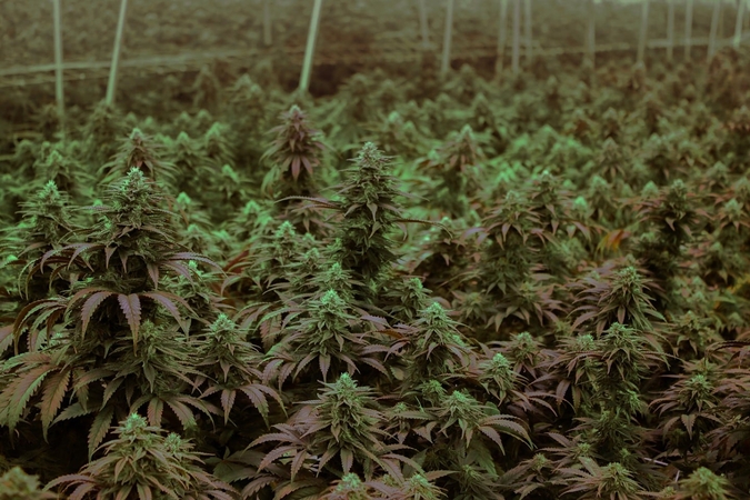 America’s marijuana growers are the best in the world, but federal laws are keeping them out of glob America’s marijuana growers are the best in the world, but federal laws are keeping them out of glob