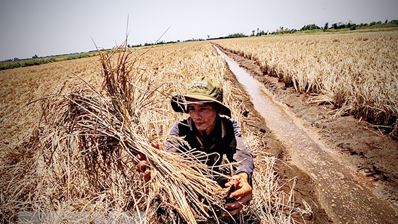 Saltwater intrusion to enter deeper in Mekong Delta Saltwater intrusion to enter deeper in Mekong Delta