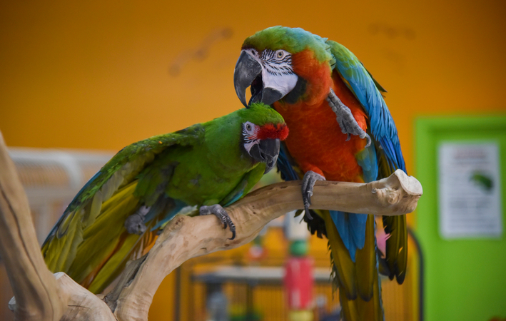 An unlikely parrot love story An unlikely parrot love story