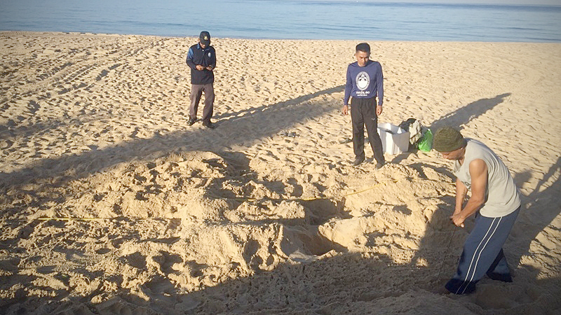 Up to Bt100,000 reward for clues to turtle-egg thief Up to Bt100,000 reward for clues to turtle-egg thief
