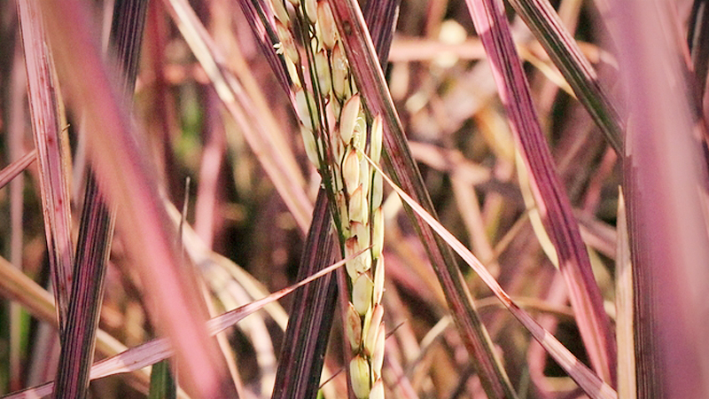 Rare ‘Pink Lady’ rice field draws visitors