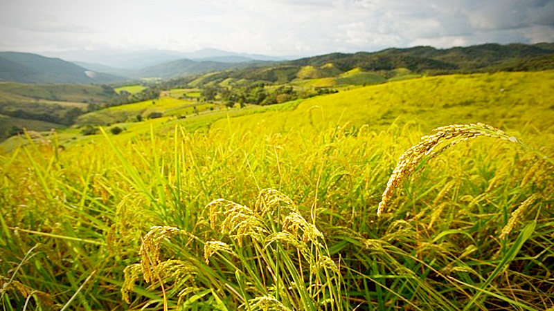 Thai rice industry unfazed as Seoul trims imports Thai rice industry unfazed as Seoul trims imports