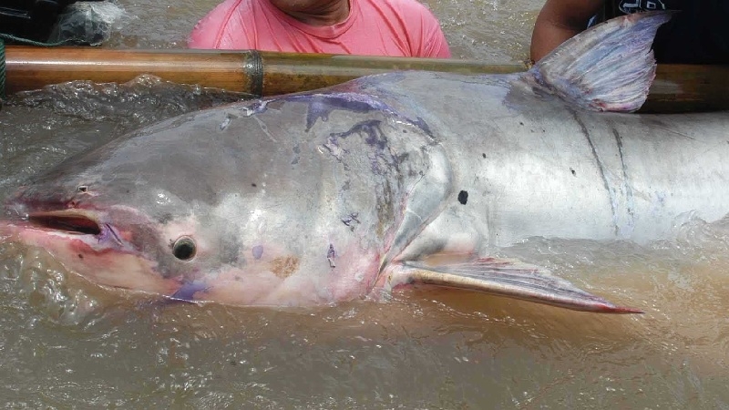 Pangas catfish can now give birth to Mekong giant catfish Pangas catfish can now give birth to Mekong giant catfish