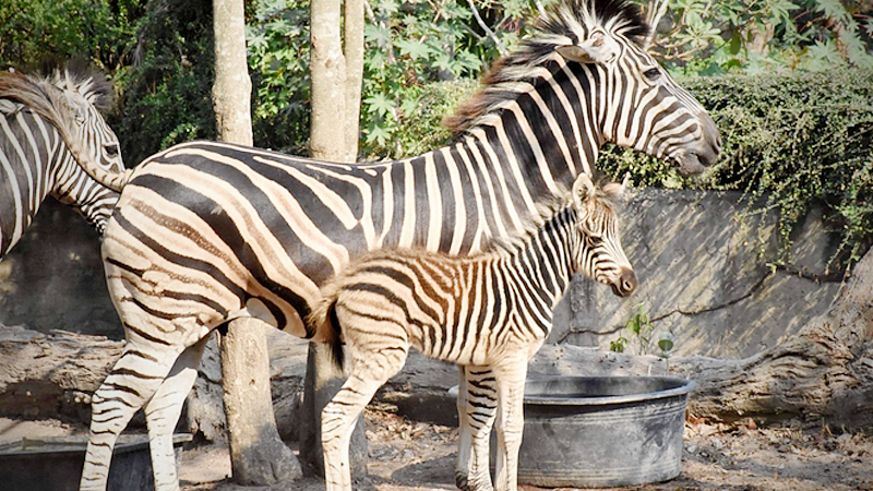 Khao Kheow zoo welcomes newest member ‒ a common zebra Khao Kheow zoo welcomes newest member ‒ a common zebra
