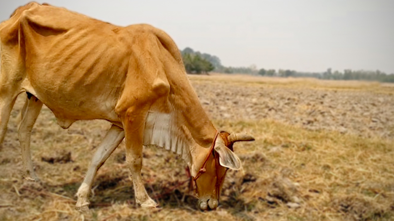 Uttaradit livestock farmers face drought crisis Uttaradit livestock farmers face drought crisis