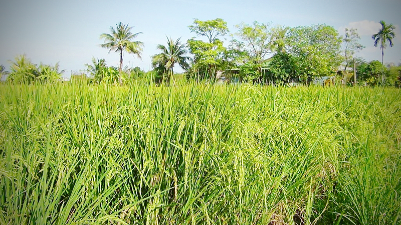 BAAC allocates Bt65 bn in loans for farmers, community enterprises BAAC allocates Bt65 bn in loans for farmers, community enterprises