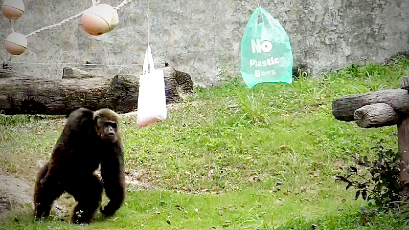 Songkhla Zoo chimp can do without plastic, thanks Songkhla Zoo chimp can do without plastic, thanks