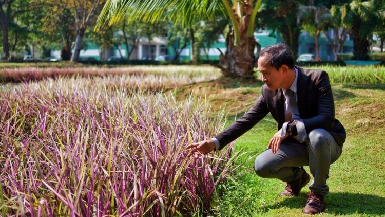 Pink riceberry rice not a result of mutation, scientist clarifies Pink riceberry rice not a result of mutation, scientist clarifies