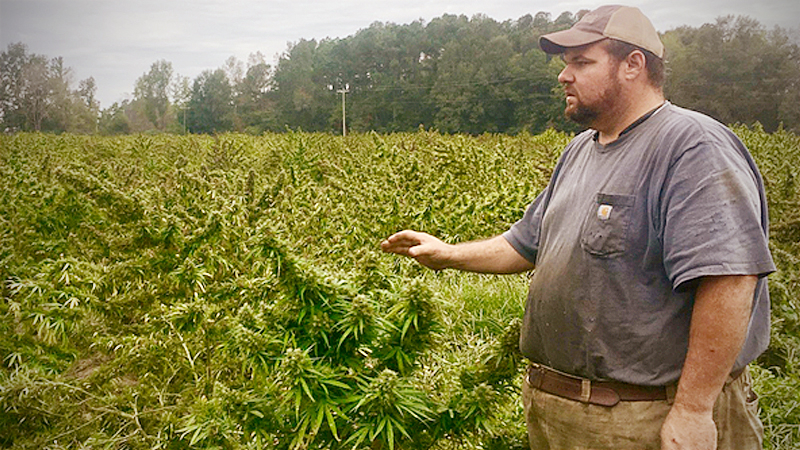Growing hemp can reap vast rewards - but laws on farming it are muddy Growing hemp can reap vast rewards - but laws on farming it are muddy