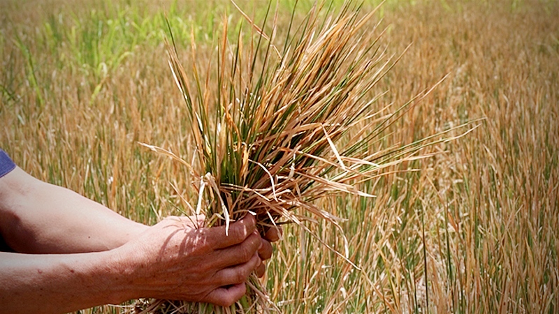 More than 500ha of rice in M’Drak District, the Central Highlands provinces of Dak Lak, is damaged by extreme hot weather in August, 2019. — VNA/VNS Photo Tuấn Anh