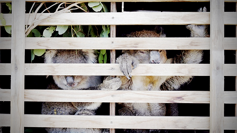 Two rescued koalas from bushfire affected areas rest in a wooden crate before being checked by veterinary services in the RSPCA triage van in the town of Bairnsdale, Australia, on Jan 9, 2019. MUST CREDIT: Bloomberg photo by Carla Gottgens.