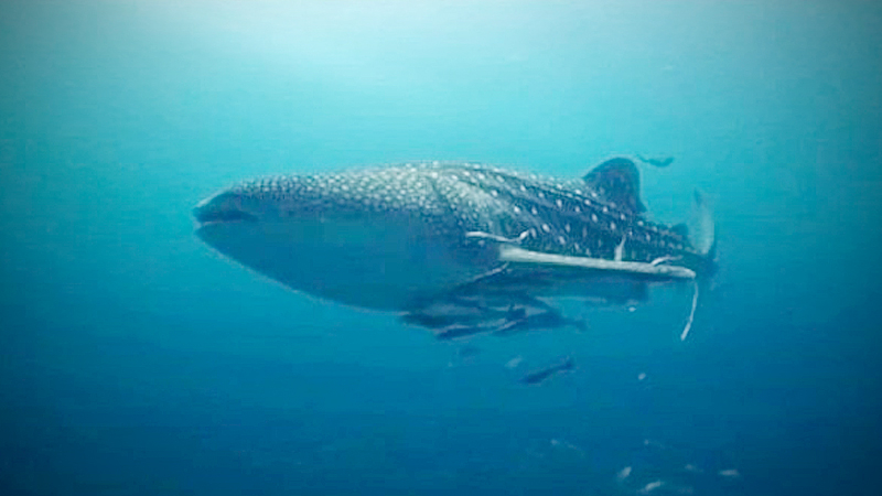 Whale shark spotted near Maya Bay Whale shark spotted near Maya Bay