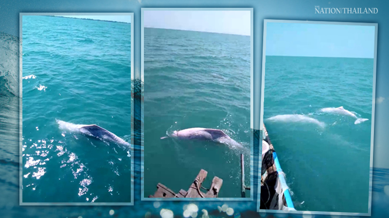 Fishermen feed albino dolphins after rare appearance in Thai Gulf Fishermen feed albino dolphins after rare appearance in Thai Gulf