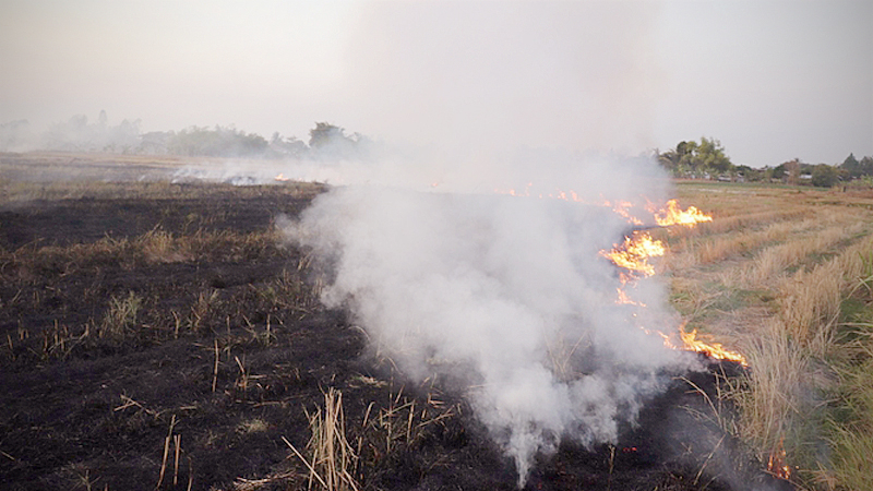Suphanburi offers reward for tip-off on burning of sugarcane farms Suphanburi offers reward for tip-off on burning of sugarcane farms
