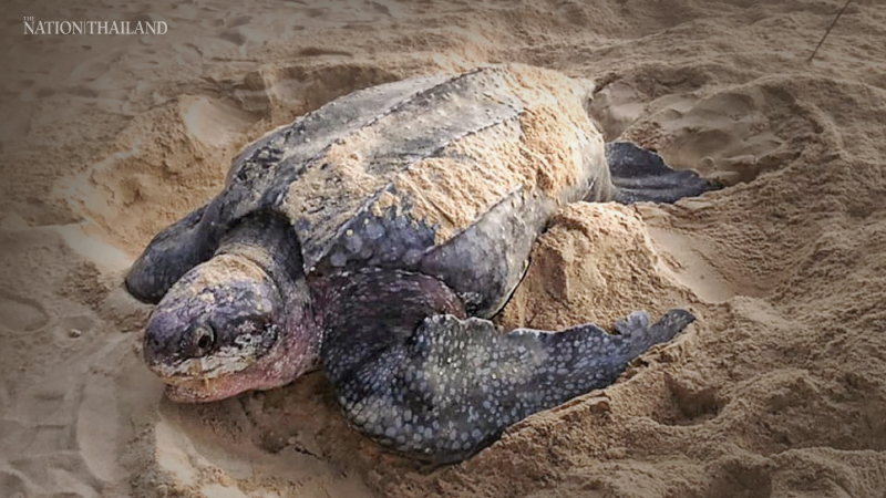 Phang Nga coastal park feeling sea turtle eggs-iety Phang Nga coastal park feeling sea turtle eggs-iety