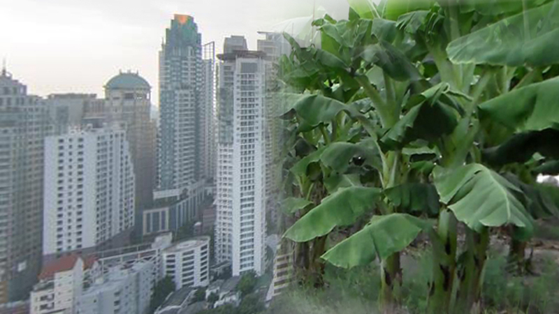 Landowners in Bangkok embrace ‘agriculture’ to escape vacant-land tax Landowners in Bangkok embrace ‘agriculture’ to escape vacant-land tax