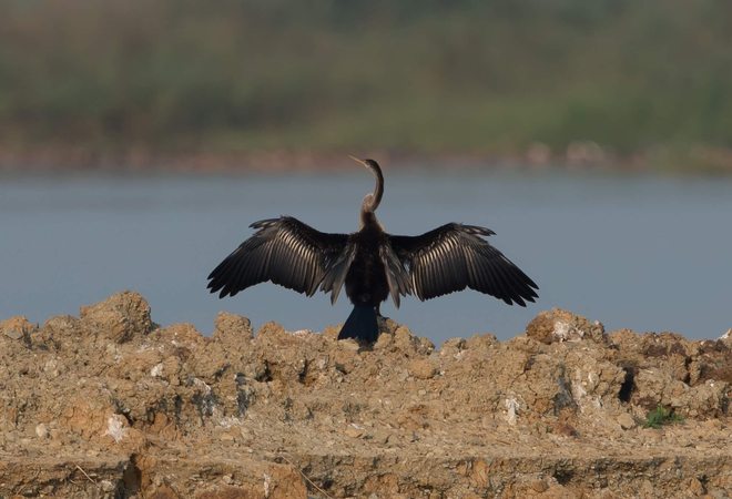 Feathers fly in Nakhon Sawan’s Boraphet Marsh Feathers fly in Nakhon Sawan’s Boraphet Marsh
