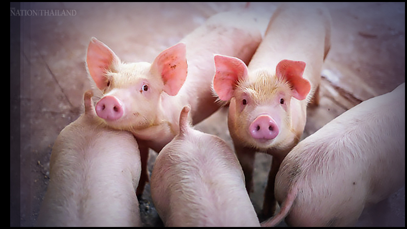 DIT may step in on pig, pork prices 