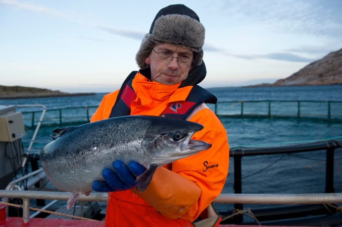 Norway aims to cash in on growing Thai appetite for salmon Norway aims to cash in on growing Thai appetite for salmon