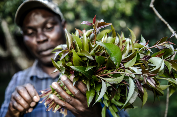 The wild ride of East Africa's favorite stimulant The wild ride of East Africa's favorite stimulant