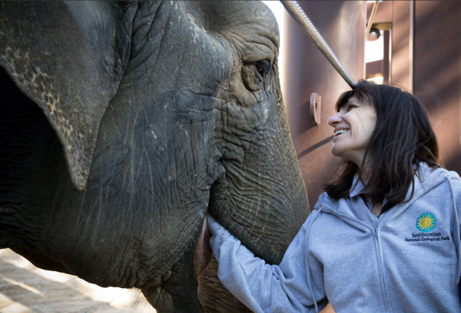As the National Zoo's 'queen,' other elephants age, keepers make plan to deal with death As the National Zoo's 'queen,' other elephants age, keepers make plan to deal with death