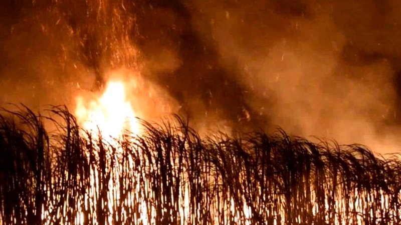 Sugarcane farm burning worsens air quality in East Sugarcane farm burning worsens air quality in East
