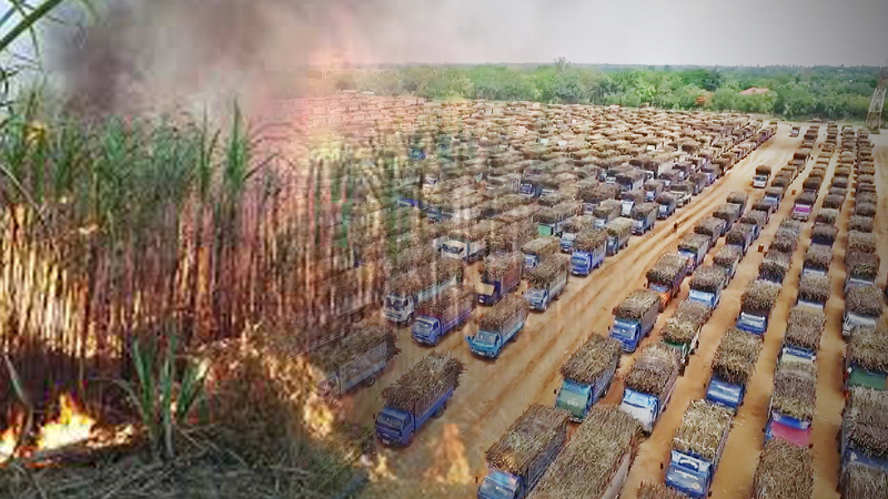 Govt financial support sought to end sugarcane plantation burning problem Govt financial support sought to end sugarcane plantation burning problem