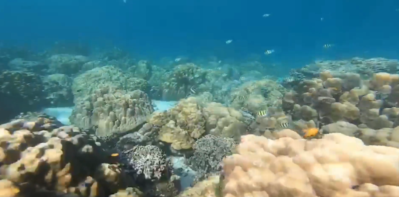 Islands off Trang popular with tourists, divers Islands off Trang popular with tourists, divers
