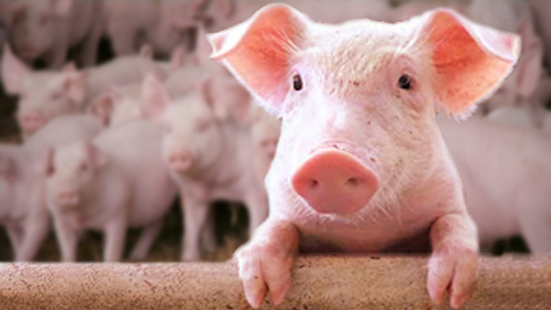 Worries over African swine fever have lowered pig supply, pushing up prices Worries over African swine fever have lowered pig supply, pushing up prices