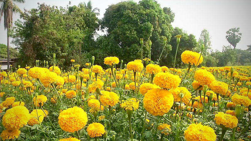 Marigold lights up lives of drought-hit farmers in Phichit Marigold lights up lives of drought-hit farmers in Phichit