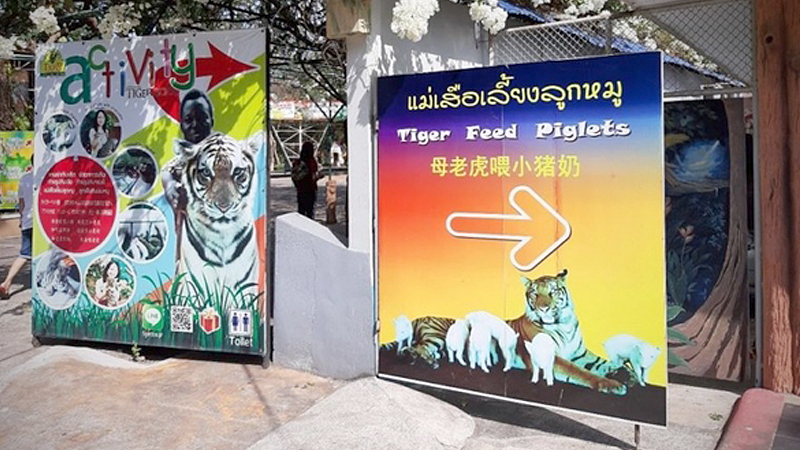 Chon Buri zoo scratches ‘tiger-feeding piglets show’ Chon Buri zoo scratches ‘tiger-feeding piglets show’